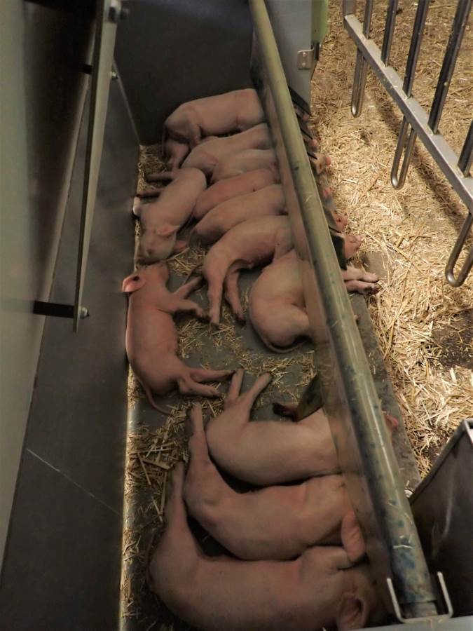 Ferkelnest offen- gutes Mikroklima