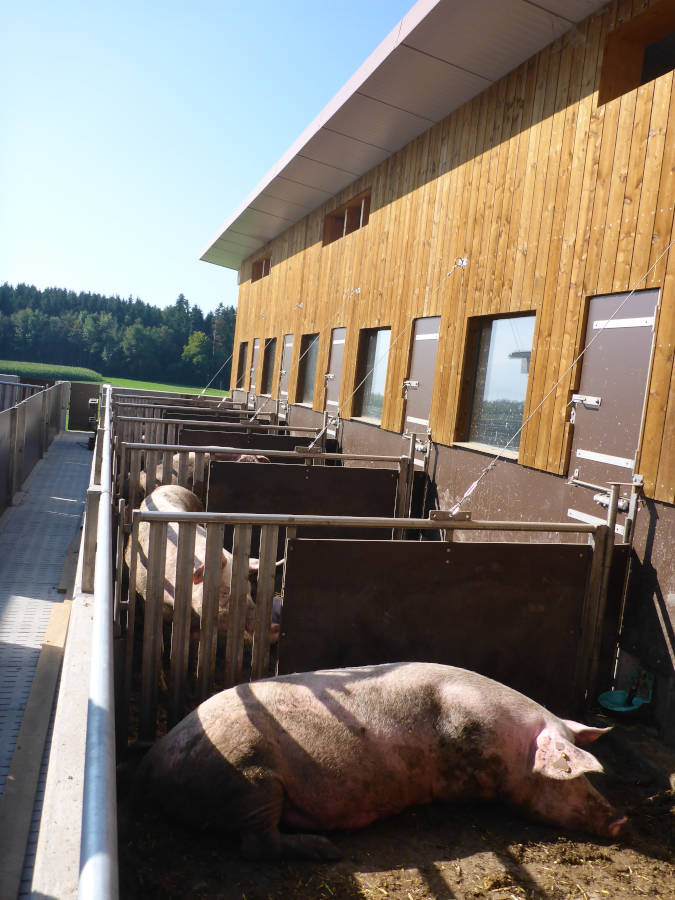 Auslauf Abferkelbucht