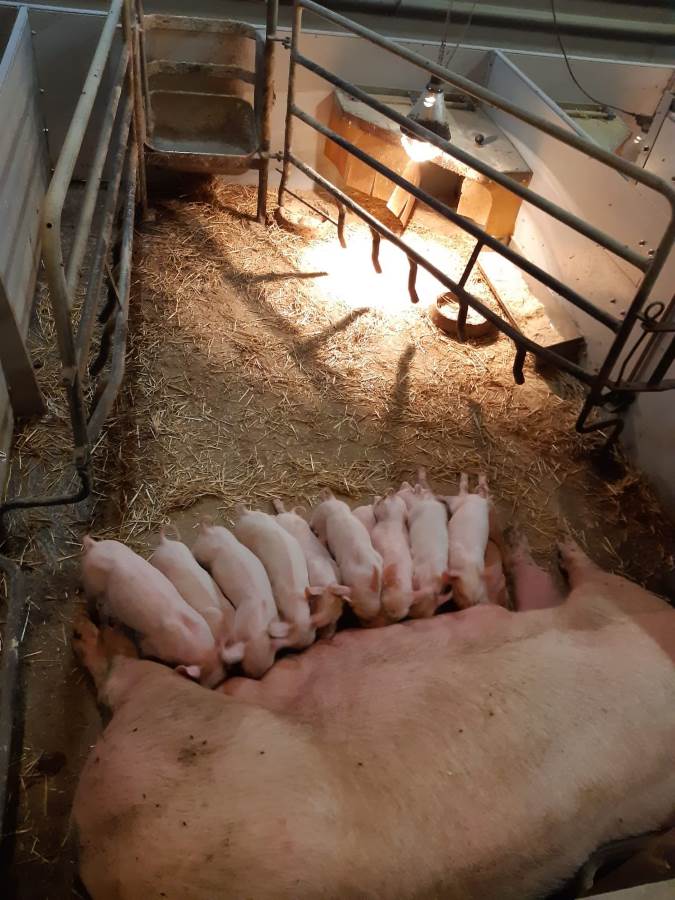 Nr. 1: Abferkelstall