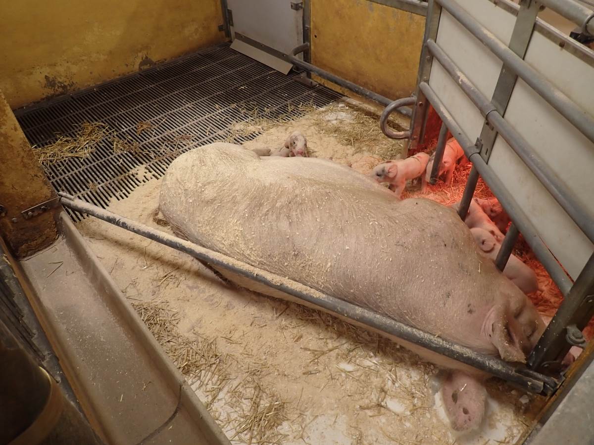 Nr. 11: Abferkelstall Ferkelnest (Kalk auf Boden)