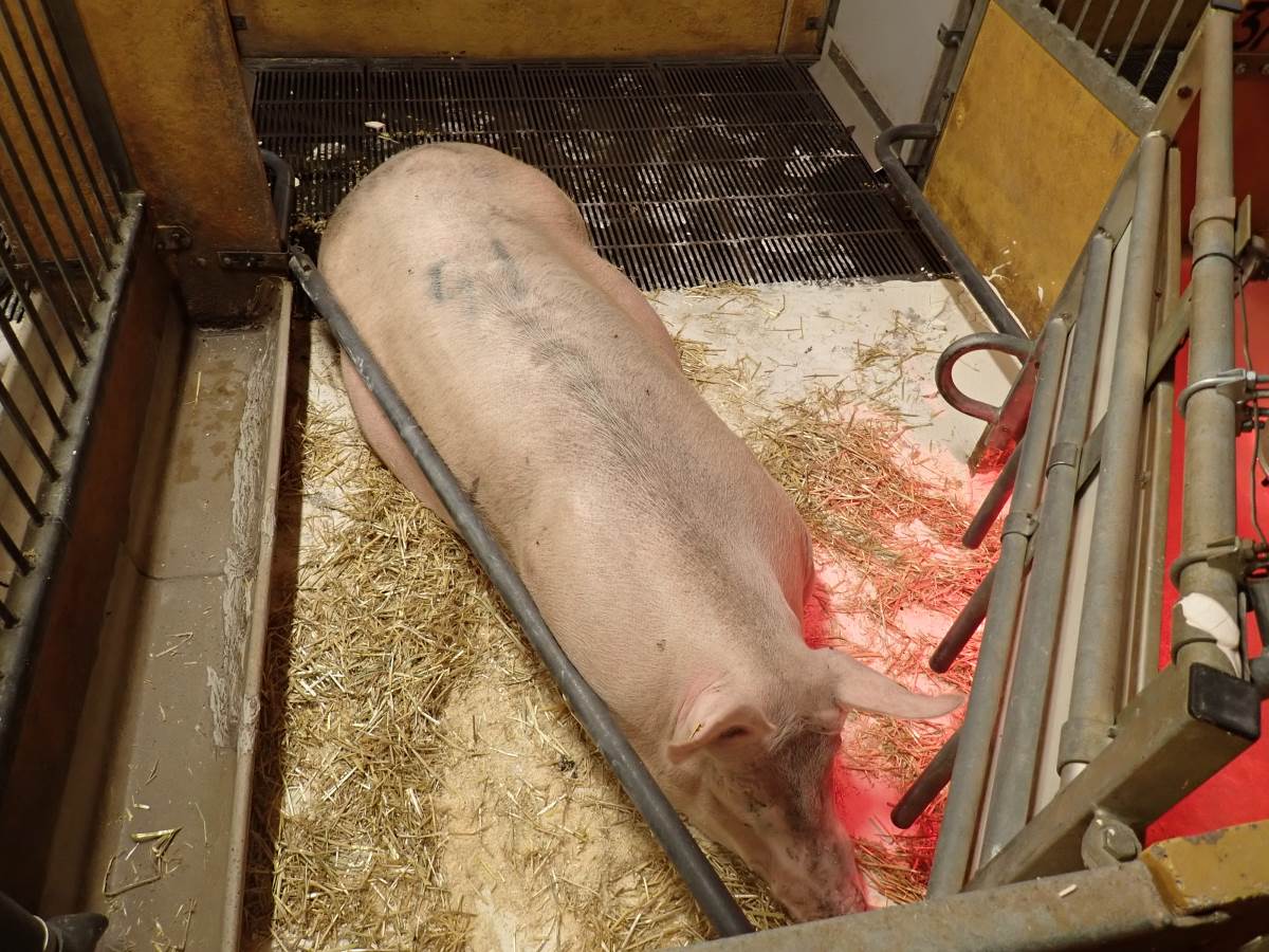 Nr. 12: Abferkelstall Ferkelnest (Kalk auf Boden)
