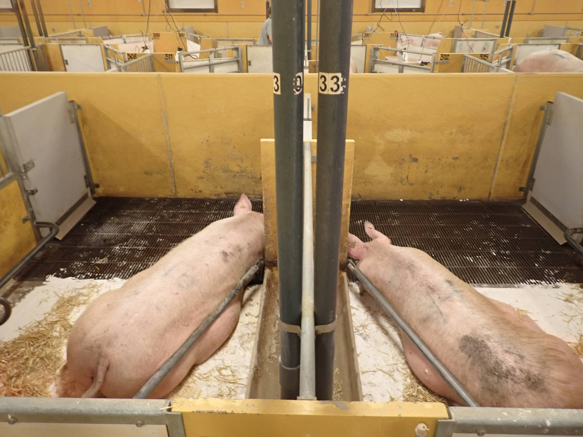 Nr. 13: Abferkelstall Ferkelnest (Kalk auf Boden)