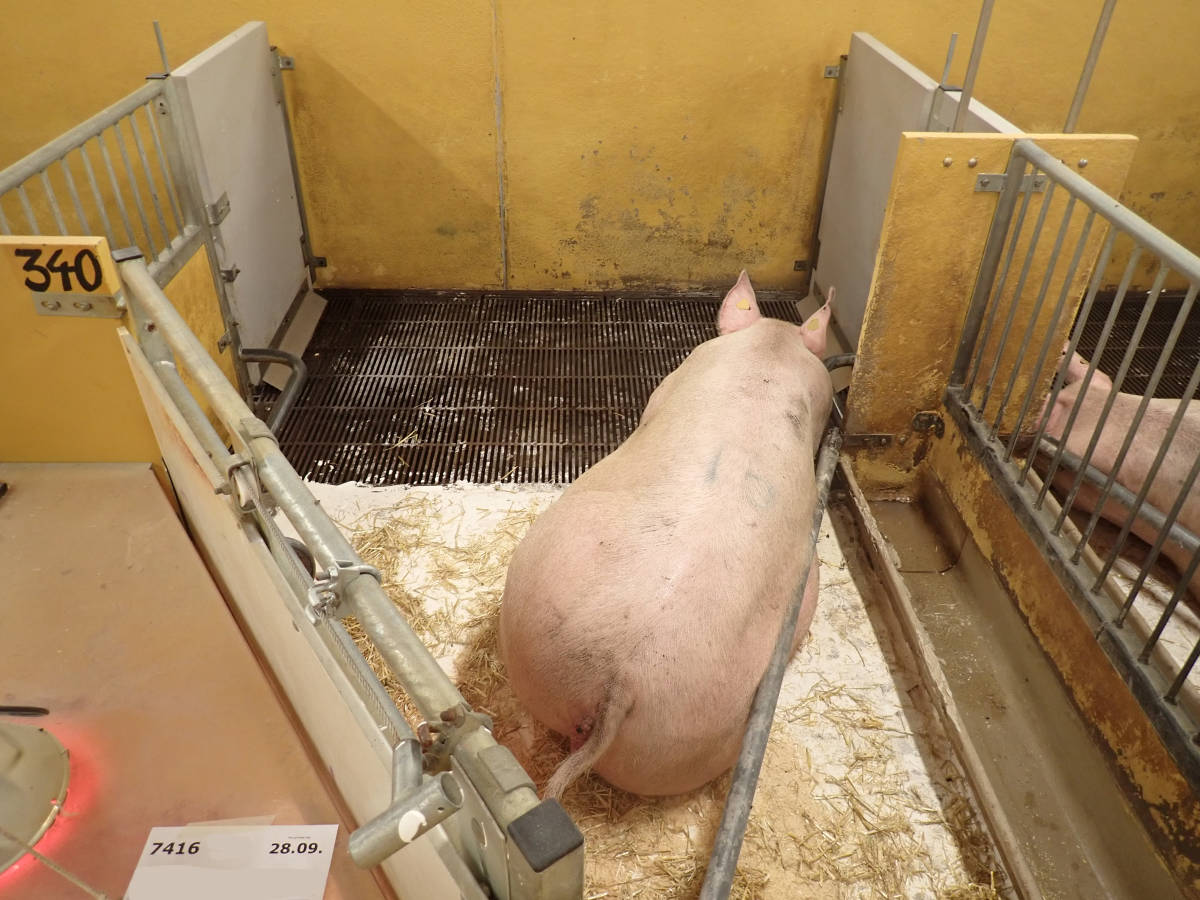 Nr. 14: Abferkelstall Ferkelnest (Kalk auf Boden)
