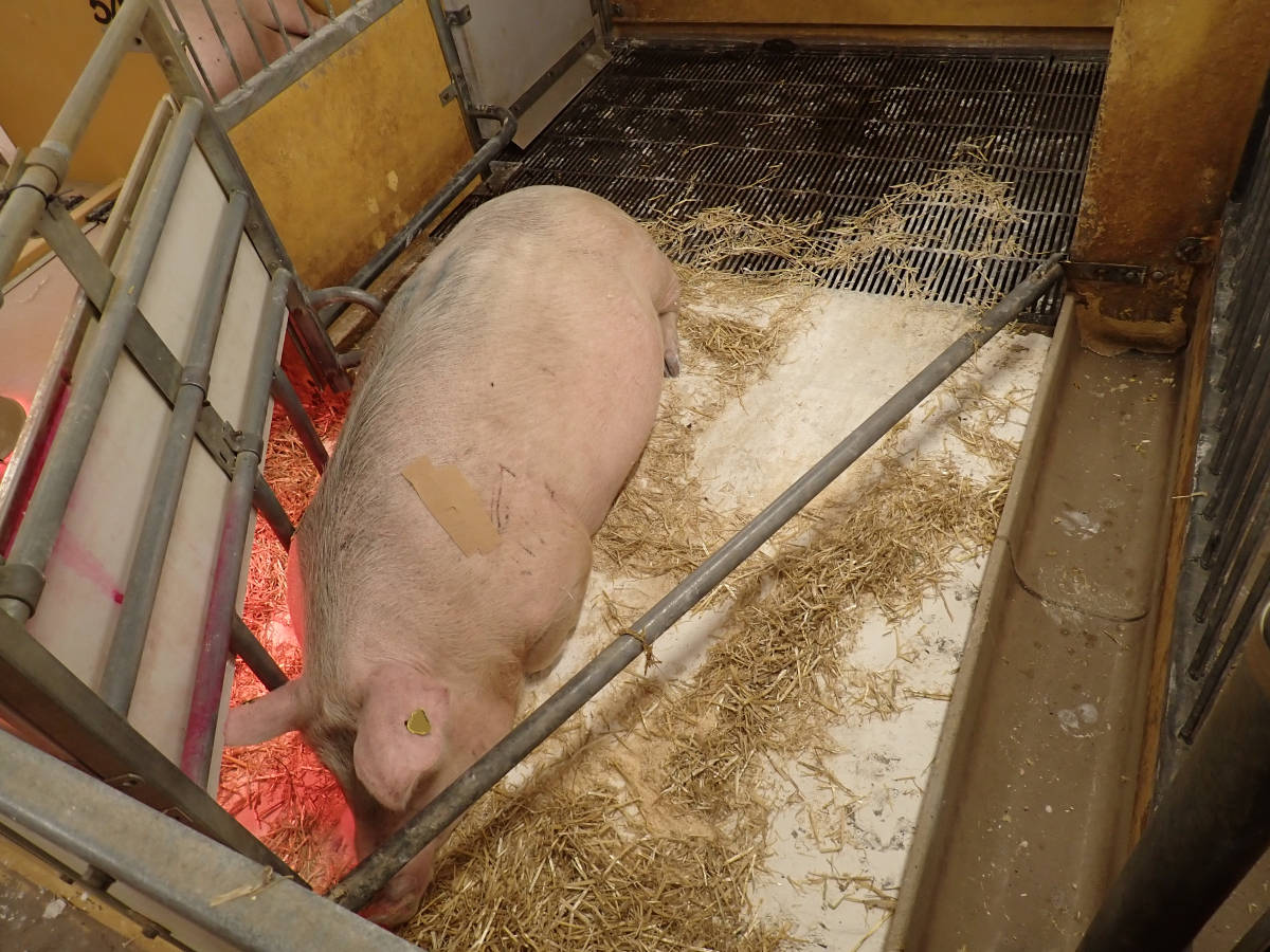 Nr. 15: Abferkelstall Ferkelnest (Kalk auf Boden)