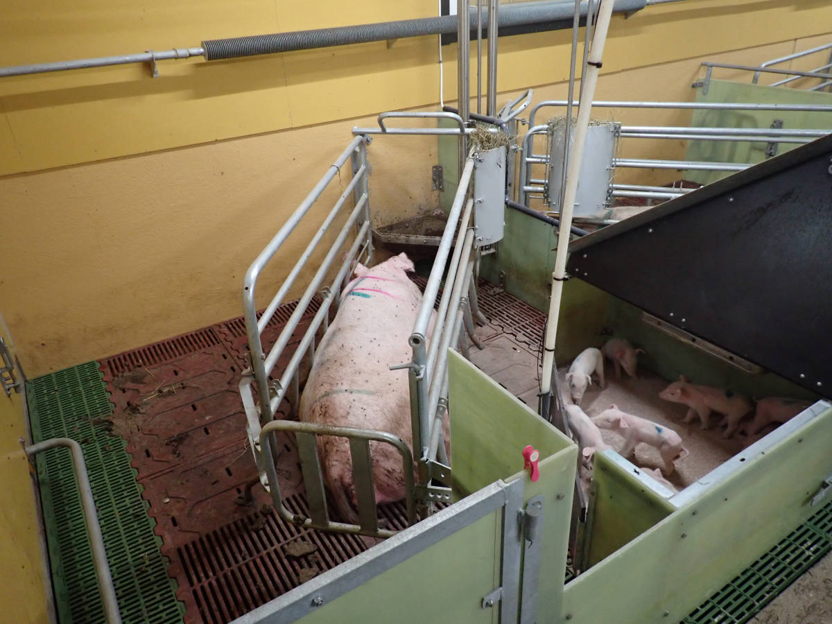 Nr. 11: Abferkelstall Ferkelnest Ferkelschutzkorb geschlossen