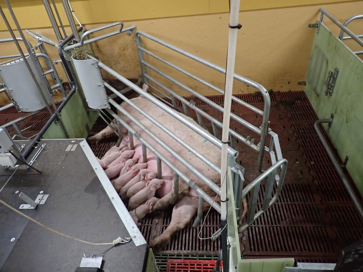 Nr. 12: Abferkelstall Ferkelnest Ferkelschutzkorb geschlossen