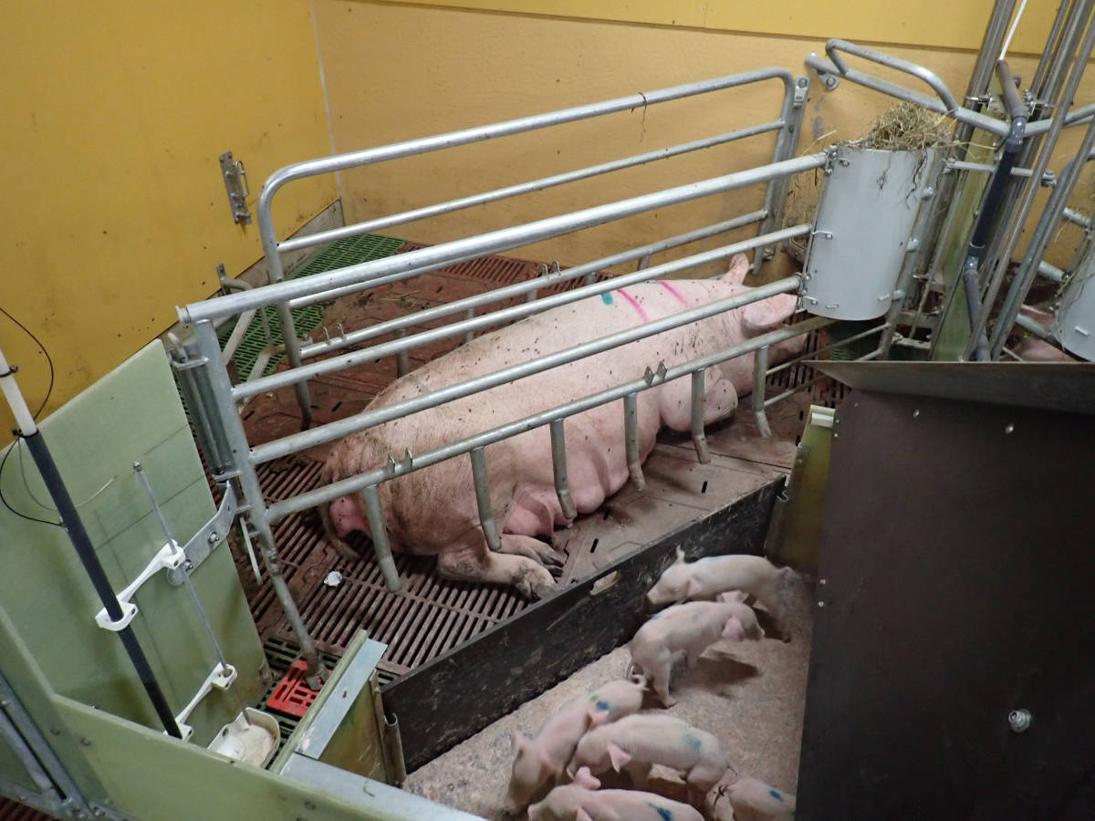 Nr. 13: Abferkelstall Ferkelnest Ferkelschutzkorb geschlossen