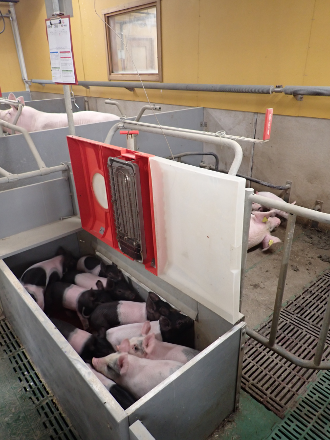 Nr. 18: Abferkelstall Ferkelnest