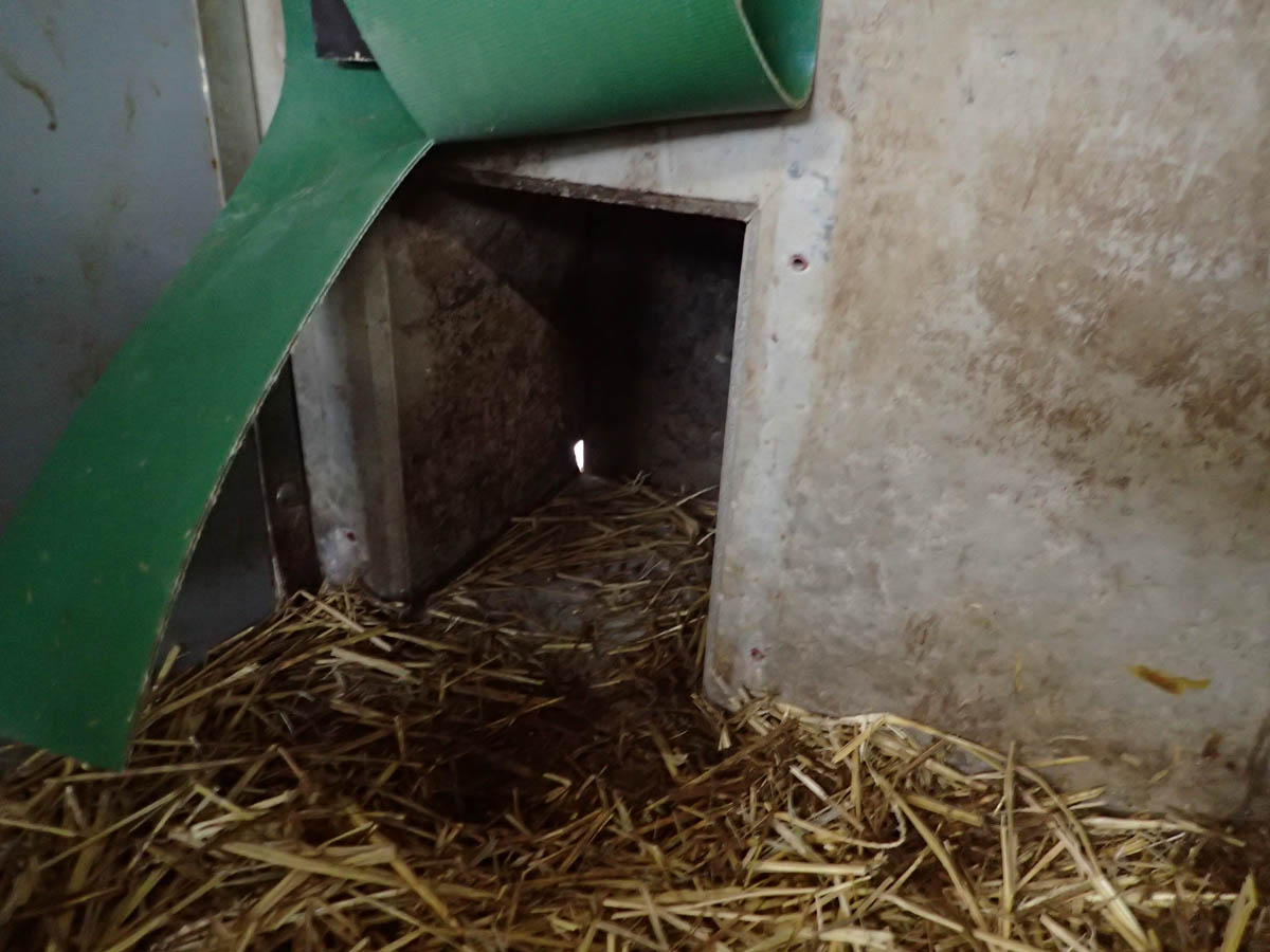 Bild 14: Abferkelstall Ferkelausgang