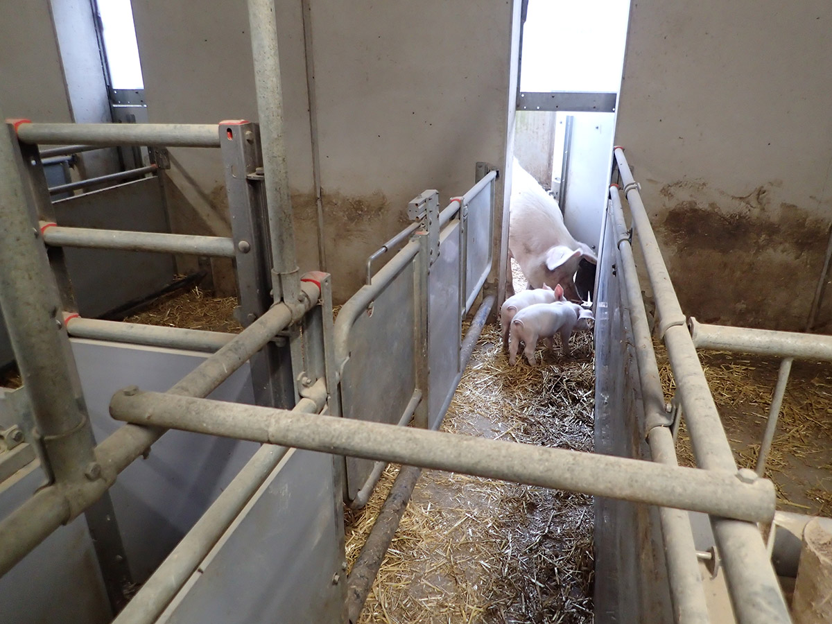 Bild 5: Abferkelstall Weg nach draußen