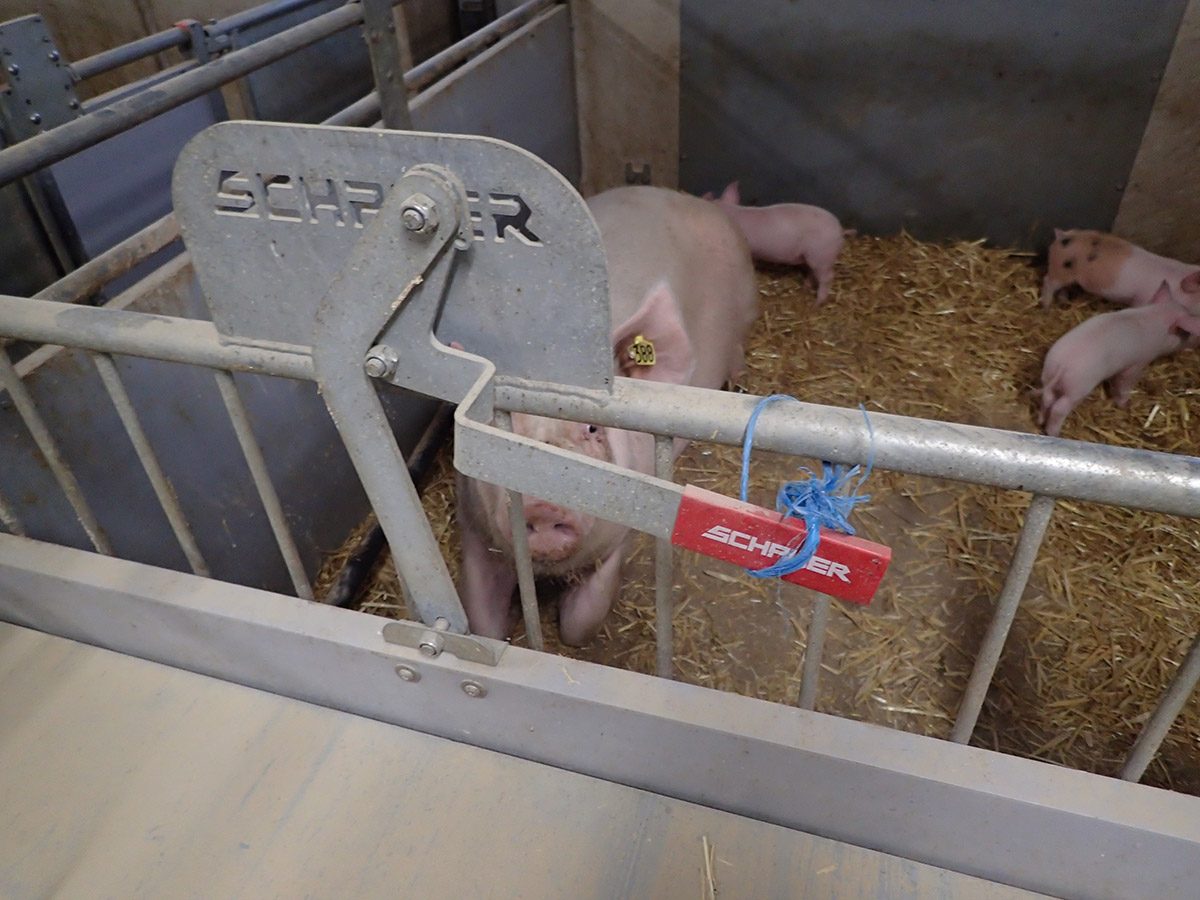 Bild 14: Abferkelstall Ferkelnest - Griff festgebunden