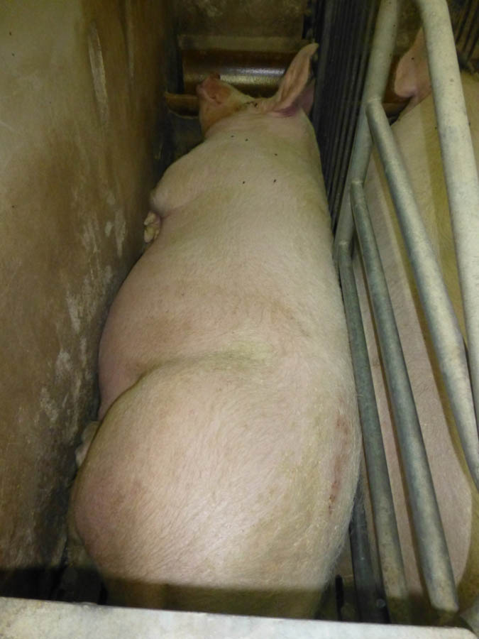 Bild 1: Ausstrecken der Gliedmaßen wird durch eine Wand verhindert, Kopf der Sau liegt auf dem Trog= kann nicht ausgestreckt werden → Kastenstand entspricht nicht den derzeit geltenden rechtlichen Vorgaben zur Kastenstandhaltung während der Übergangszeit im Deckzentrum