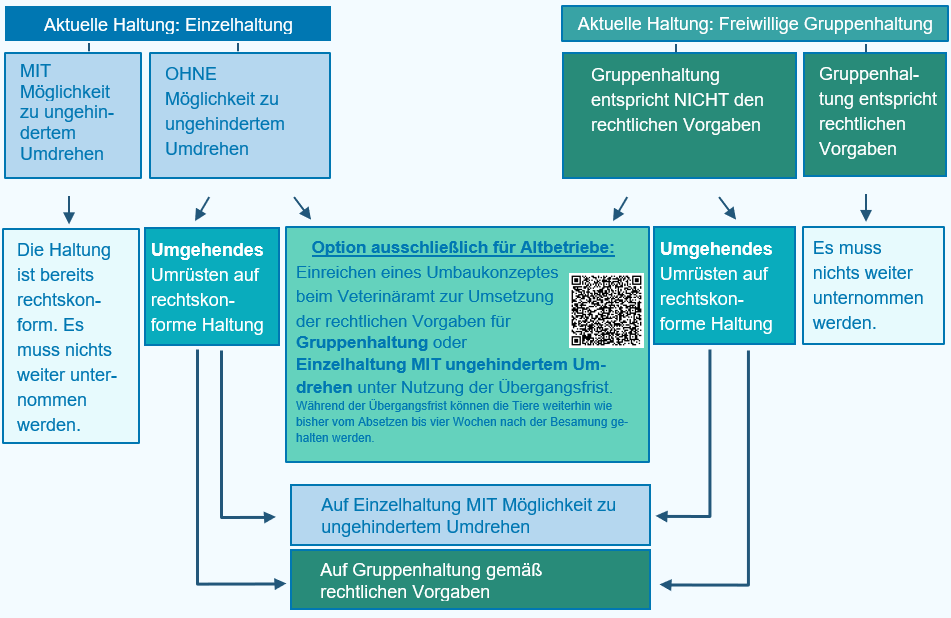 Die Abbildung zeigt ein Fließdiagramm das mit der aktuellen Haltung der Tiere in Kleinstbetrieben nach dem Decken startet. Entweder Einzelhaltung, oder Gruppenhaltung. a) Einzelhaltung: Werden die Tiere aktuell in Einzelhaltung gehalten, die die Möglichkeit zu ungehindertem Umdrehen hat, ist diese Haltung rechts konform. Der Tierhalter muss nichts weiter unternehmen. Ist das ungehinderte Umdrehen nicht möglich, muss die Haltung auf eine rechtskonforme Haltung geändert werden. Entweder in dem die Einzelhaltungsbucht angeglichen wird, oder auf Gruppenhaltung umgestellt wird. Altbetriebe haben für diese Umstellung nach fristgerechter Einreichung eines Umbaukonzeptes eine Übergangsfrist. b) Gruppenhaltung: Werden die Tiere aktuell in Gruppenhaltung gehalten und diese ist rechtskonform, muss durch den Tierhaltenden nichts weiter unternommen werden. Ist dies jedoch nicht gegeben muss diese entweder in Einzelhaltung mit ungehintertem Umdrehen oder rechtskonforme Gruppenhaltung evtl. mit Nutzung der Übergangsfristen geändert werden.